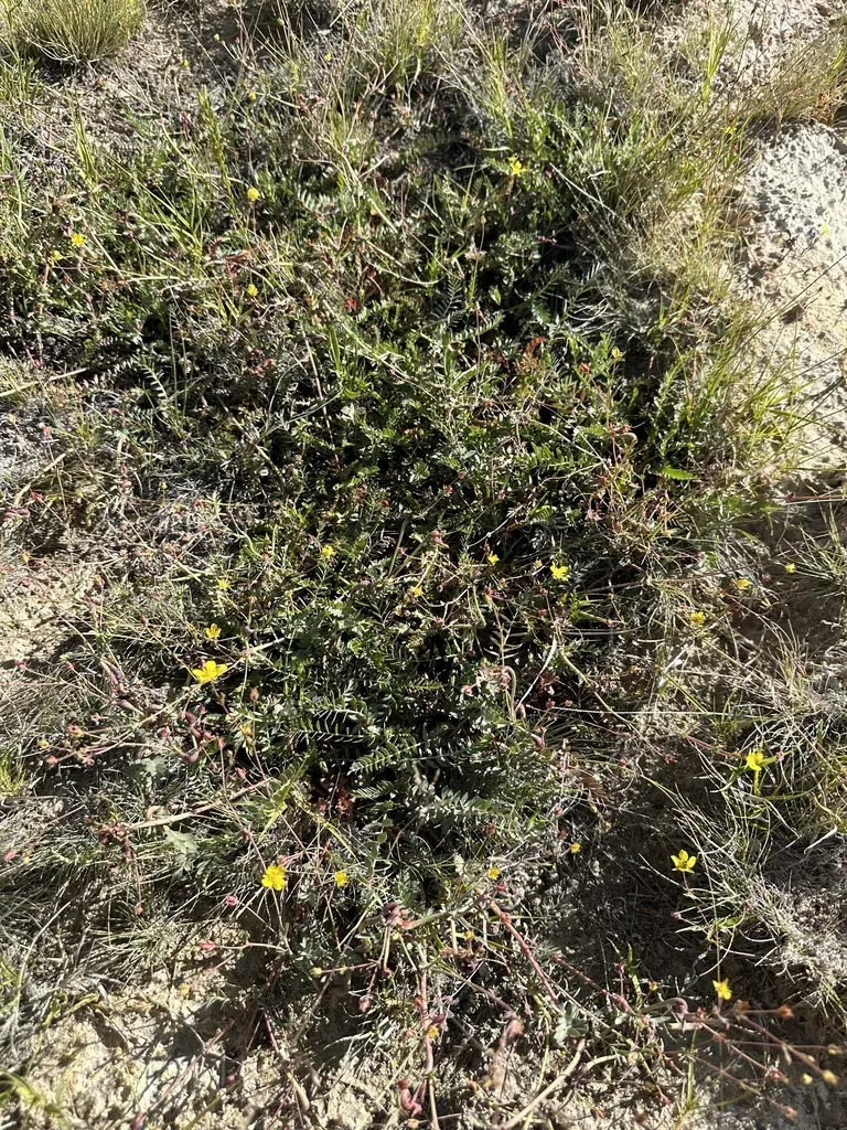 Black Rock Potentilla
