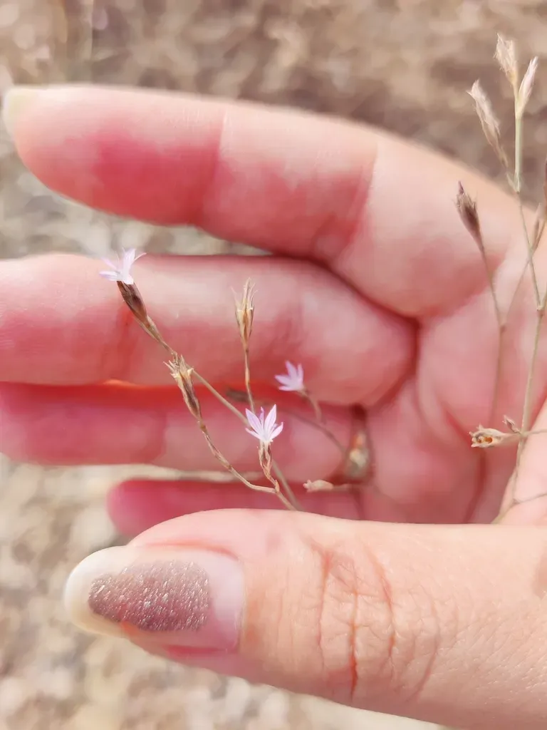 Petrorhagia Pamphylica