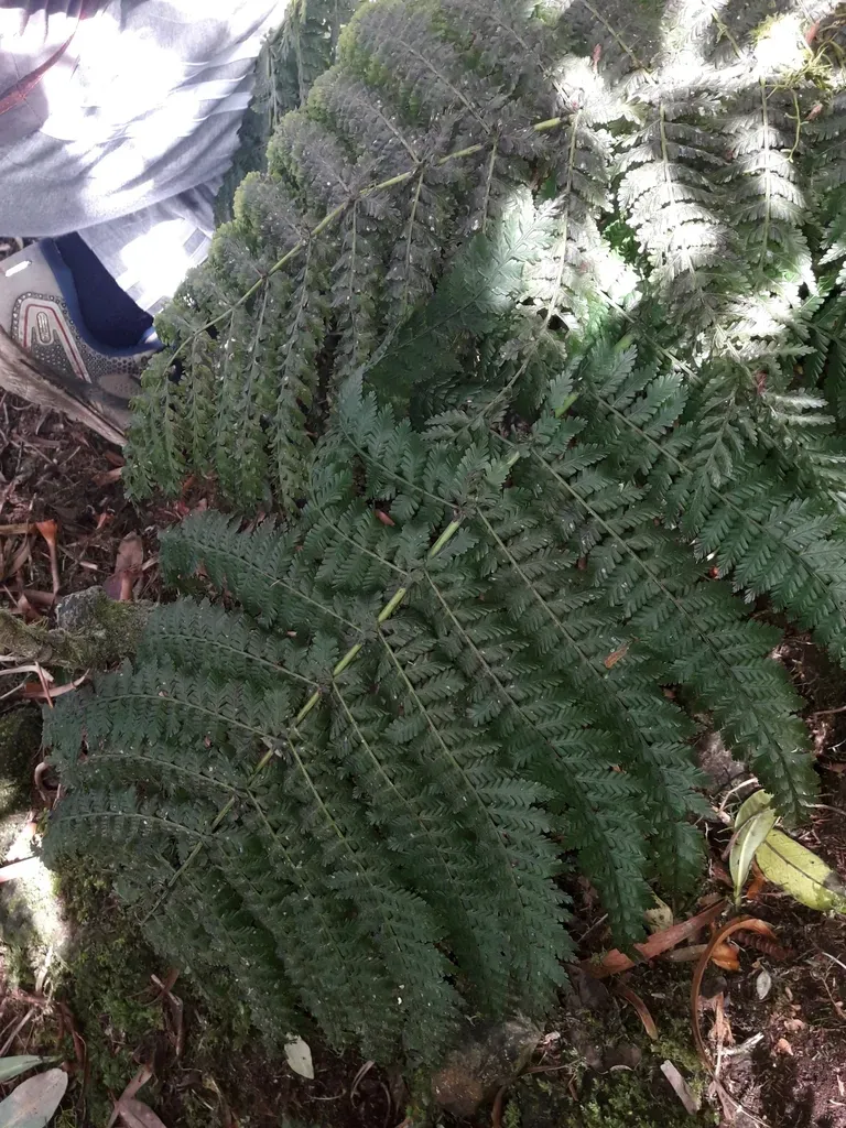 Lastreopsis Nephrodioides