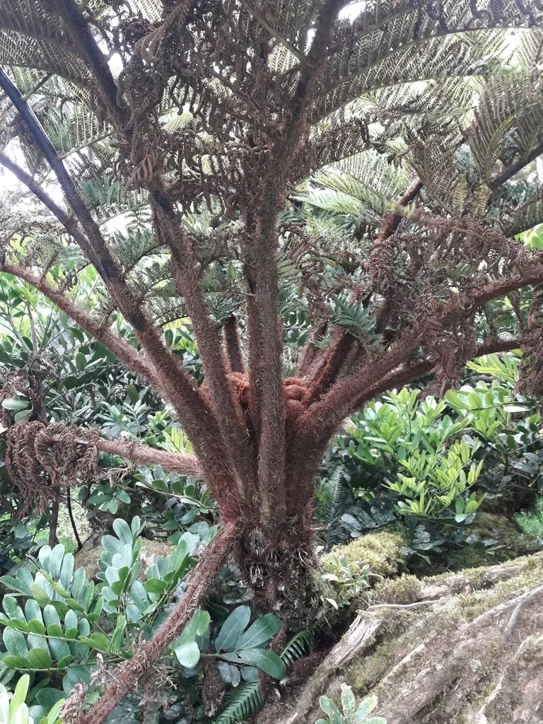 Alsophila Brevipinna