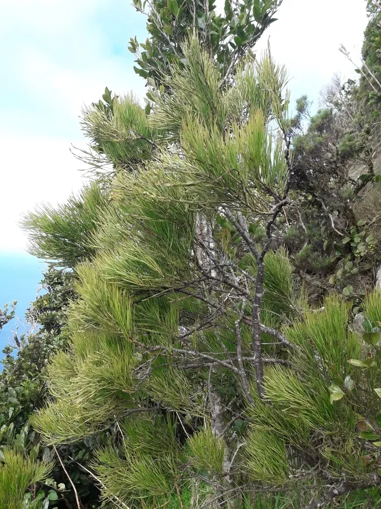 Exocarpos Homalocladus