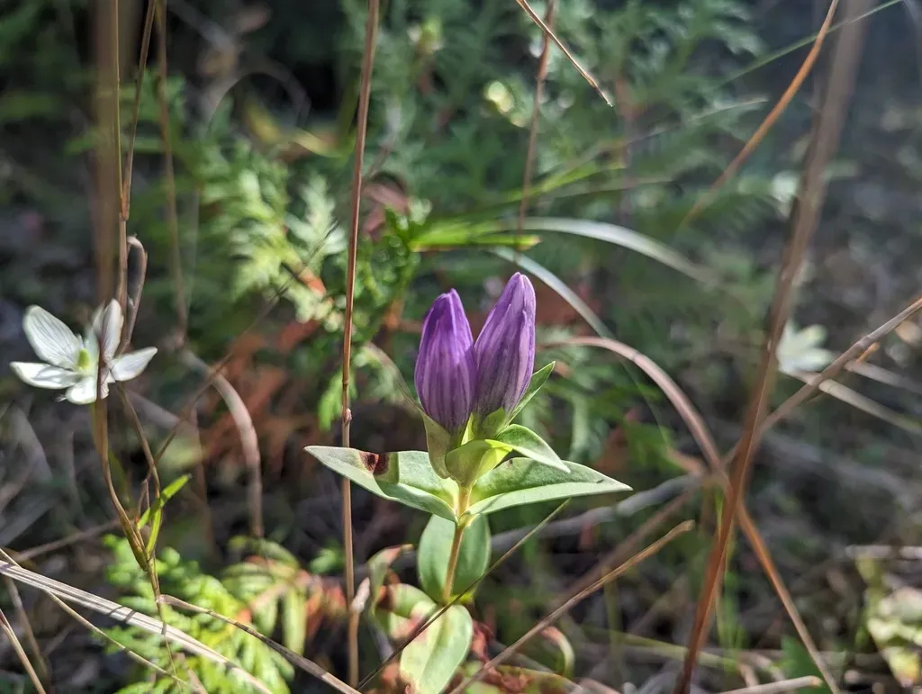 Closed Gentian