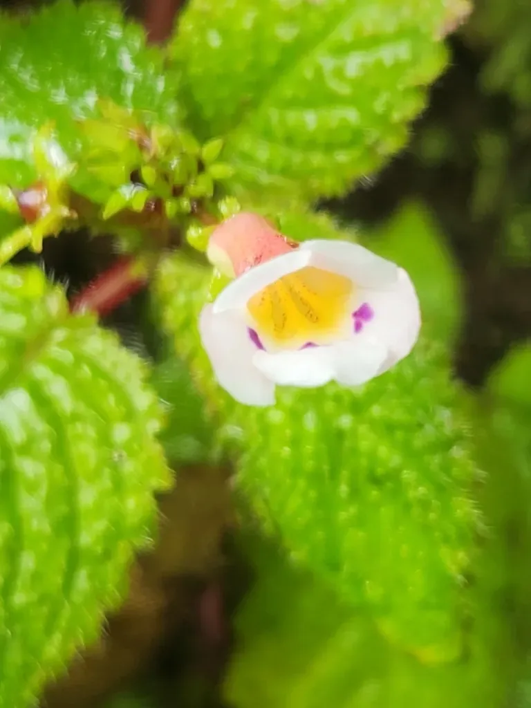 Diastema Racemiferum