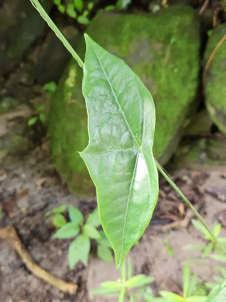 Passiflora Megacoriacea