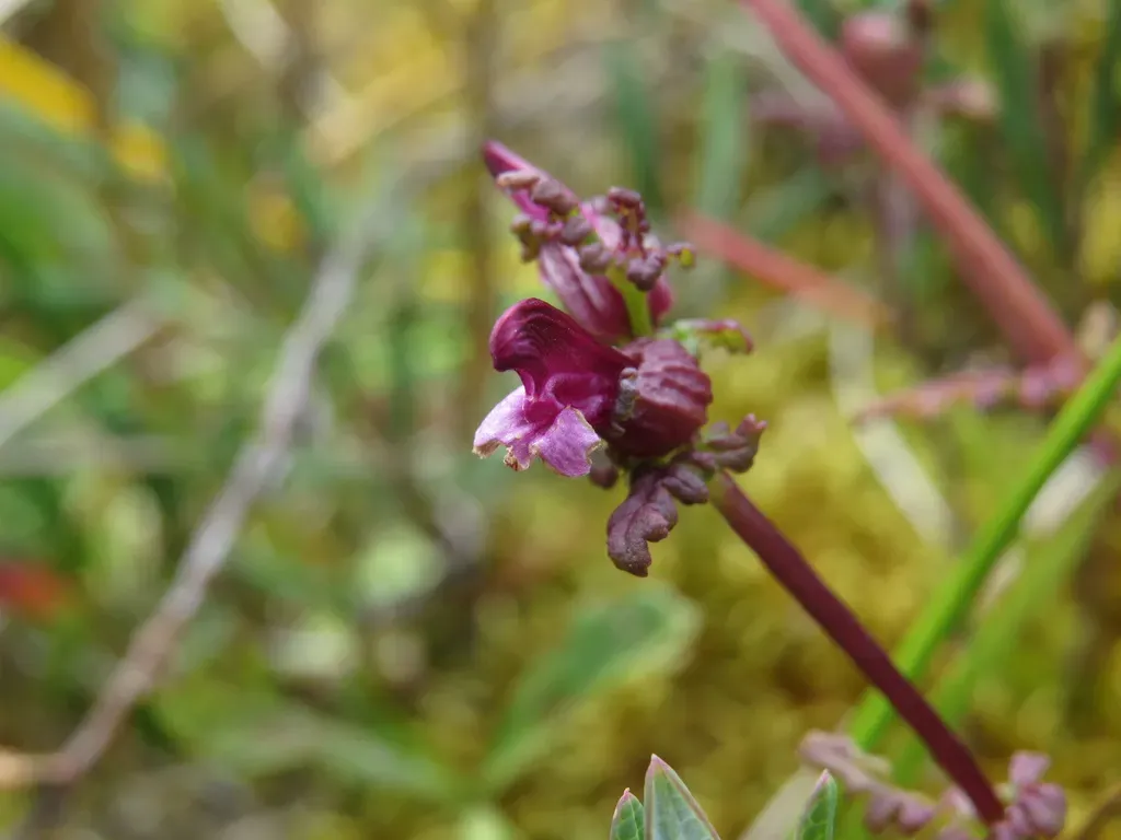 Small-flower Lousewort