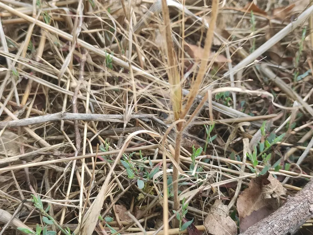 Hillman's Panic Grass