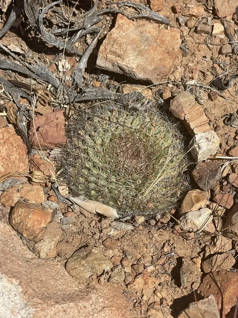 Mammillaria Brandegeei
