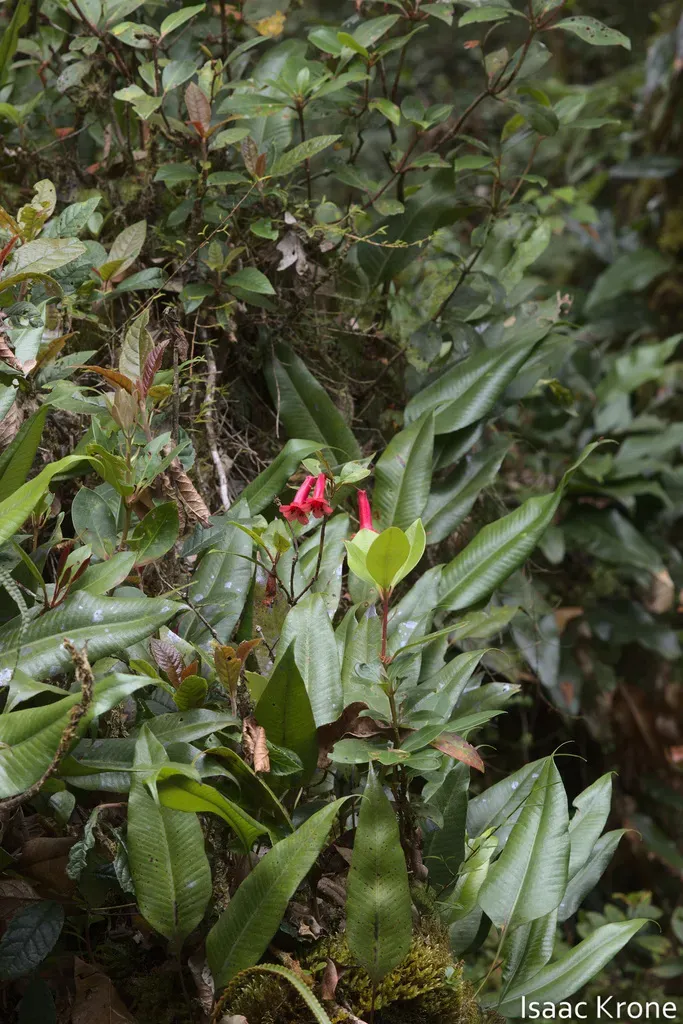Rhododendron Celebicum