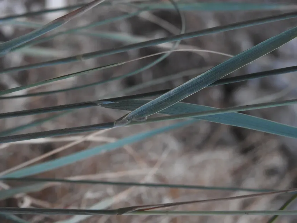 Piptatherum Coerulescens