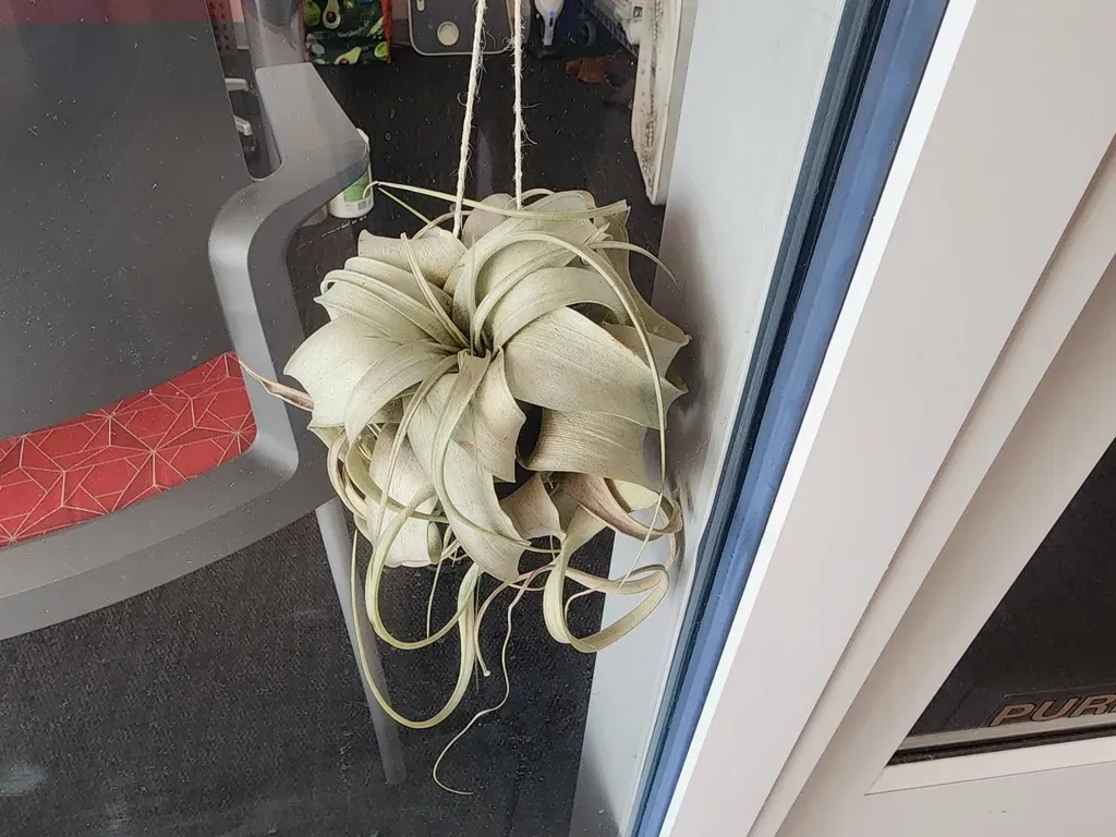 Tillandsia Xerographica