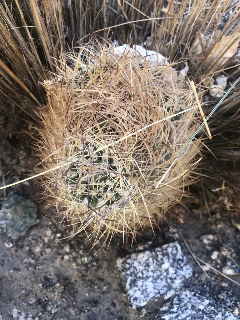 Eriosyce Eriosyzoides