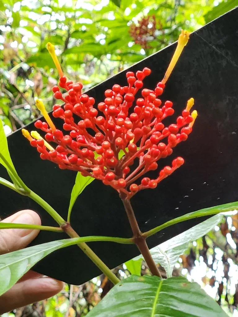 Firecracker Plant