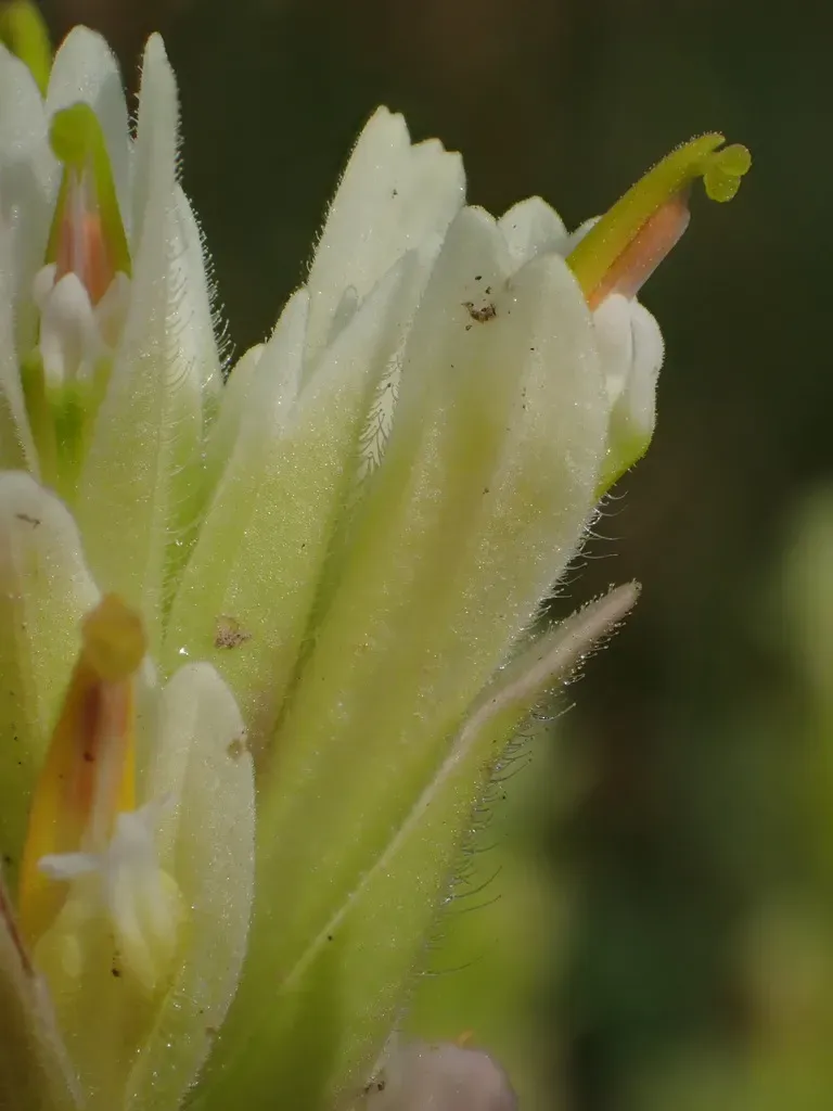 Yellow Wallowa Indian Paintbrush