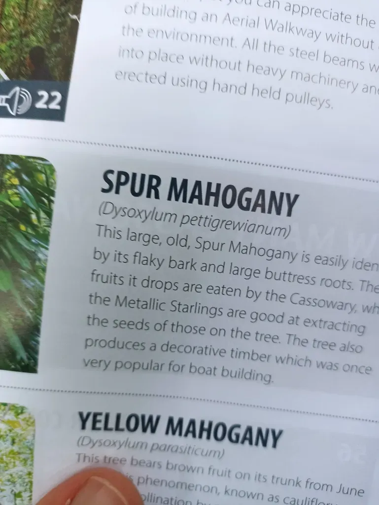 Spur Mahogany