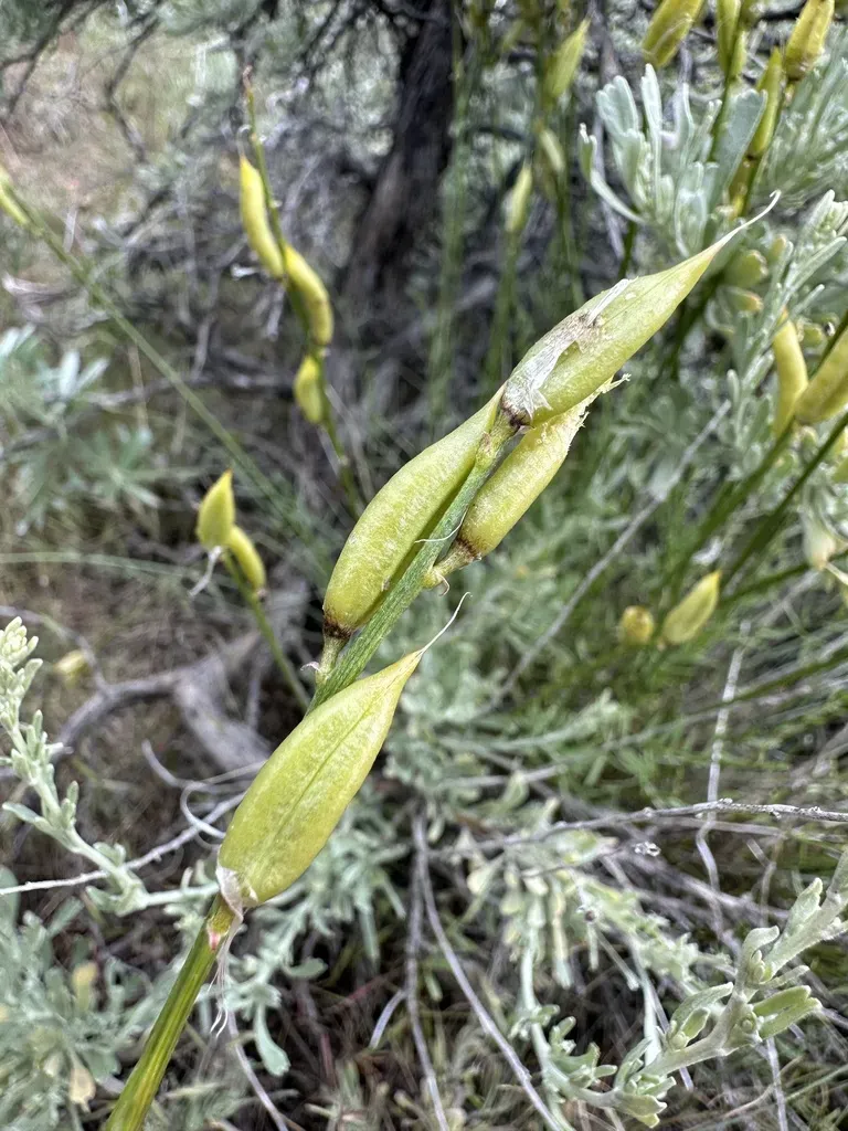 Idaho Milkvetch