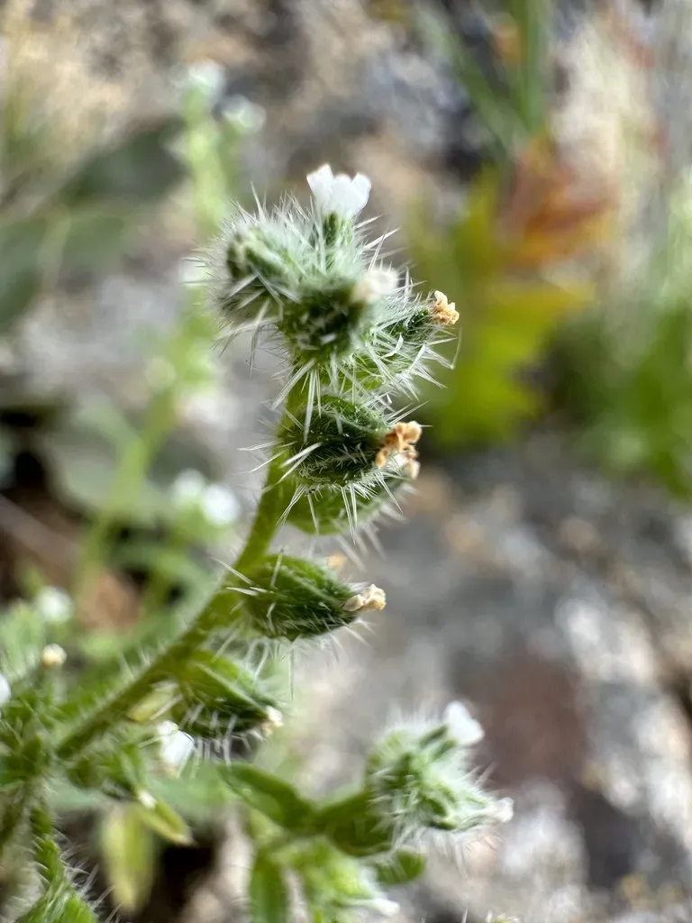 Watson's Cryptantha