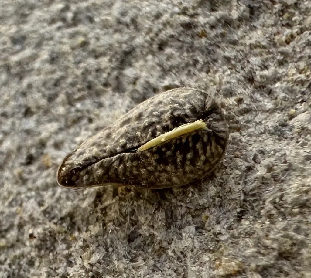 Snake River Cryptantha