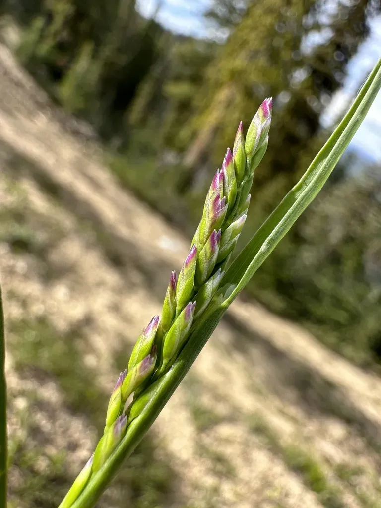 Poa Arnowiae