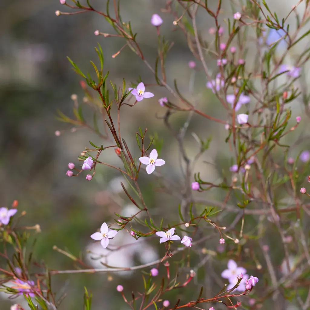 Slender Boronia