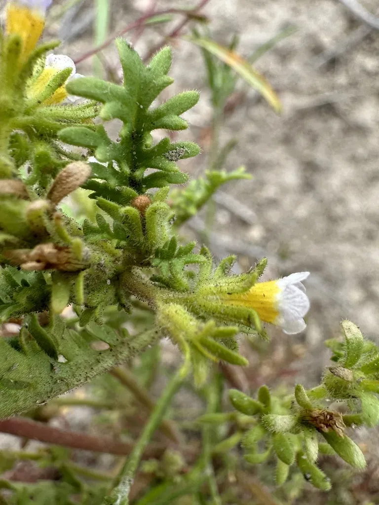 Sticky Phacelia