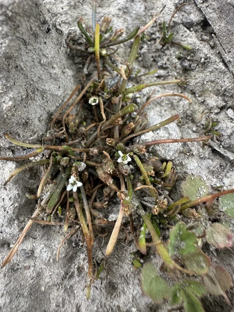 Owyhee Mudwort