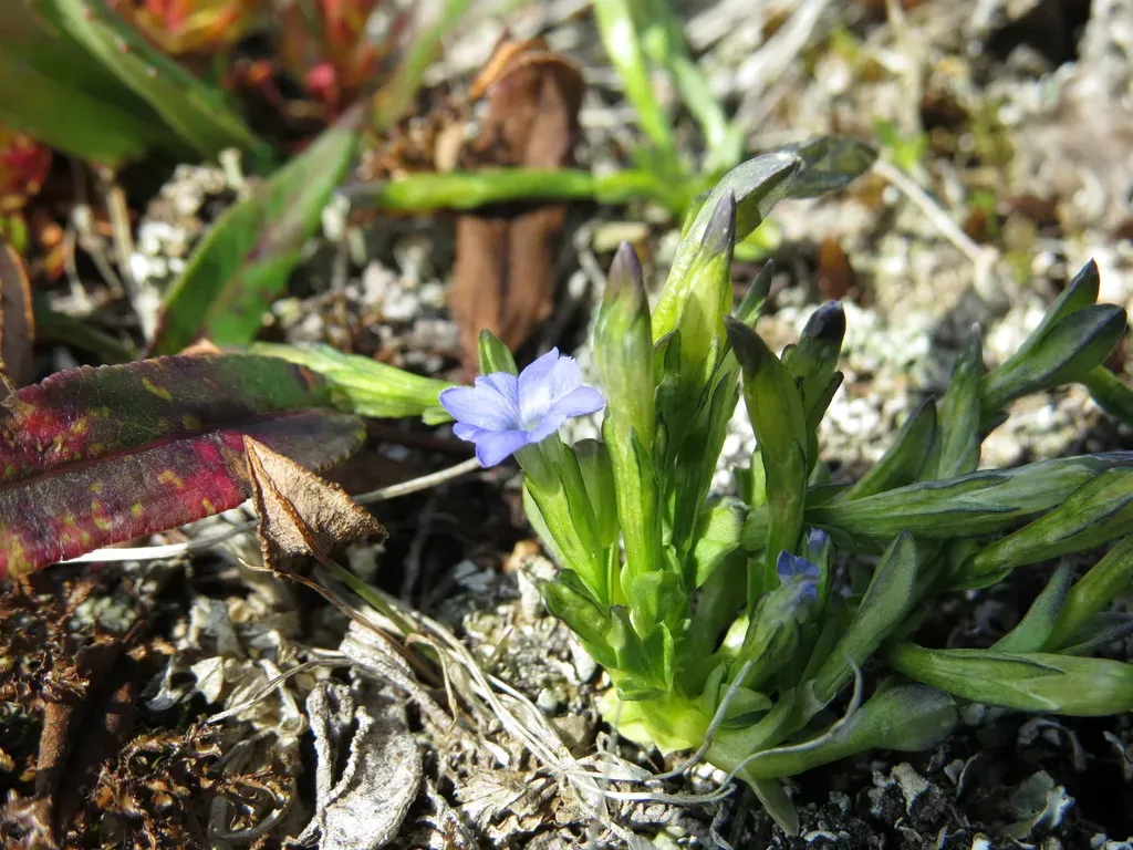 Pygmy Gentian