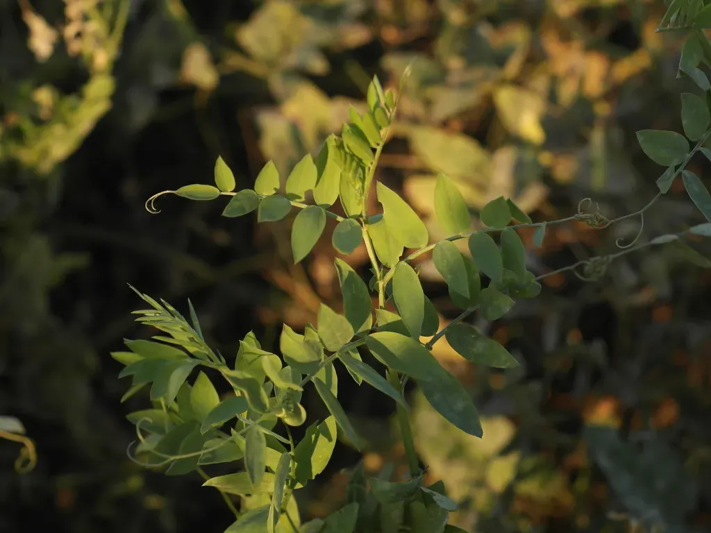 Biennial Vetch