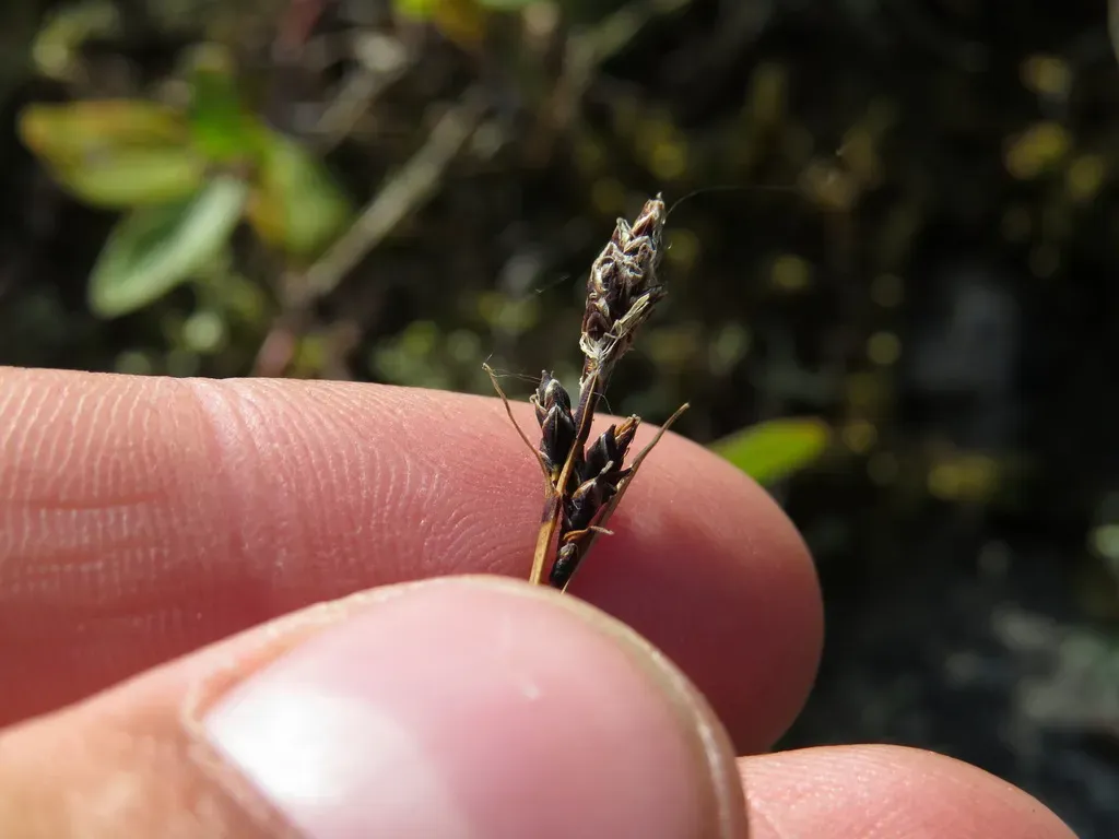 Black-and-white Sedge