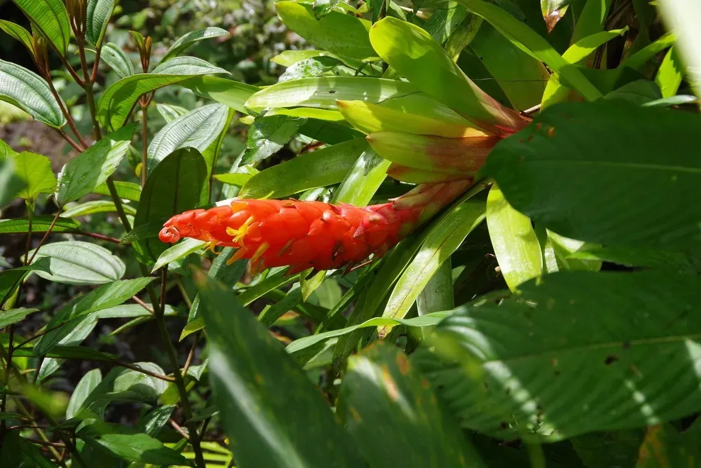 Bertero's Tufted Airplant