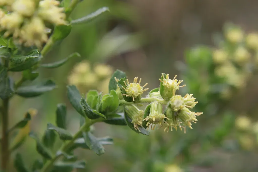 Baccharis Caprariifolia