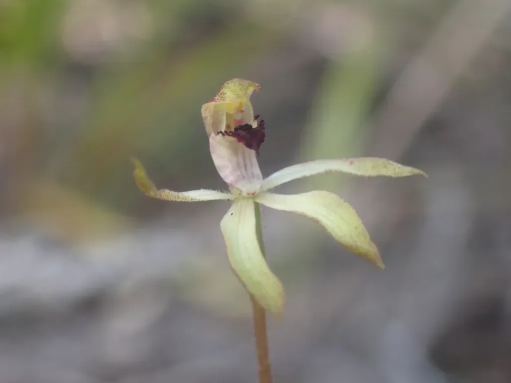 Caladenia Atradenia