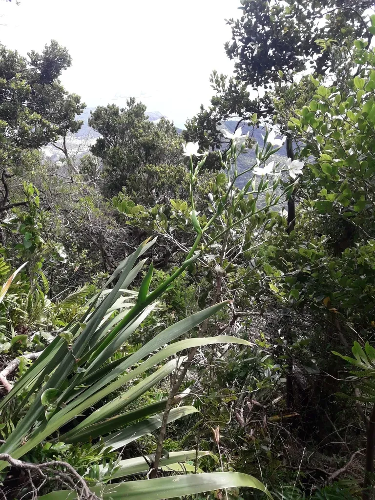 Lord Howe Wedding Lily