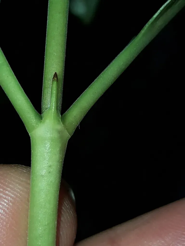 Coprosma Lanceolaris