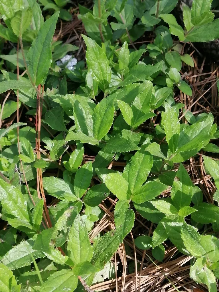 Perymenium Buphthalmoides