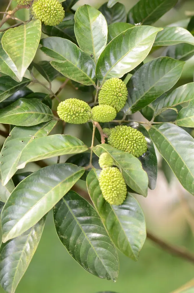 Pulasan