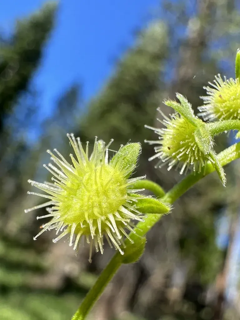 California Stickseed