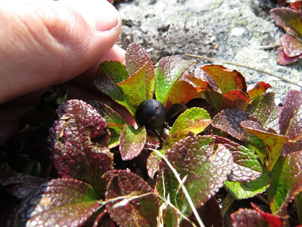 Alpine Bearberry