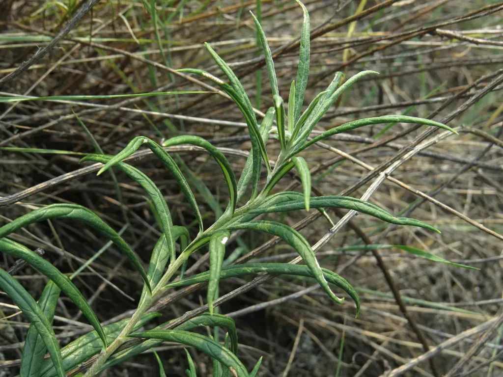 Longleaf Wormwood