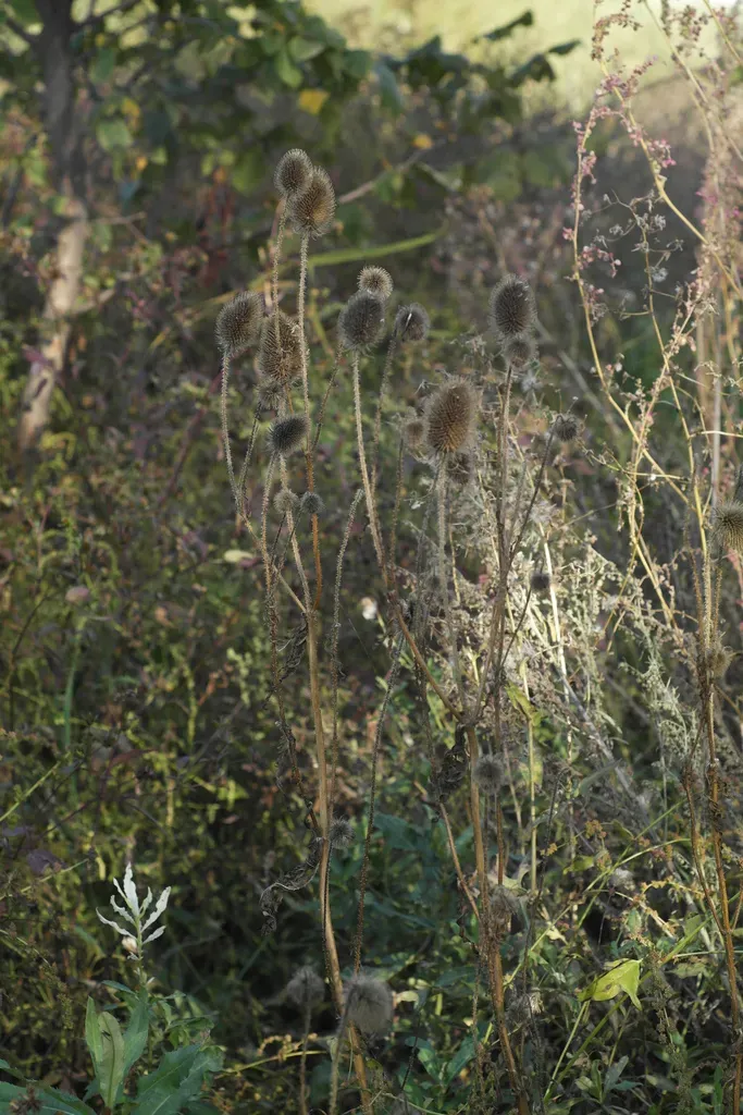 Gmelin's Teasel