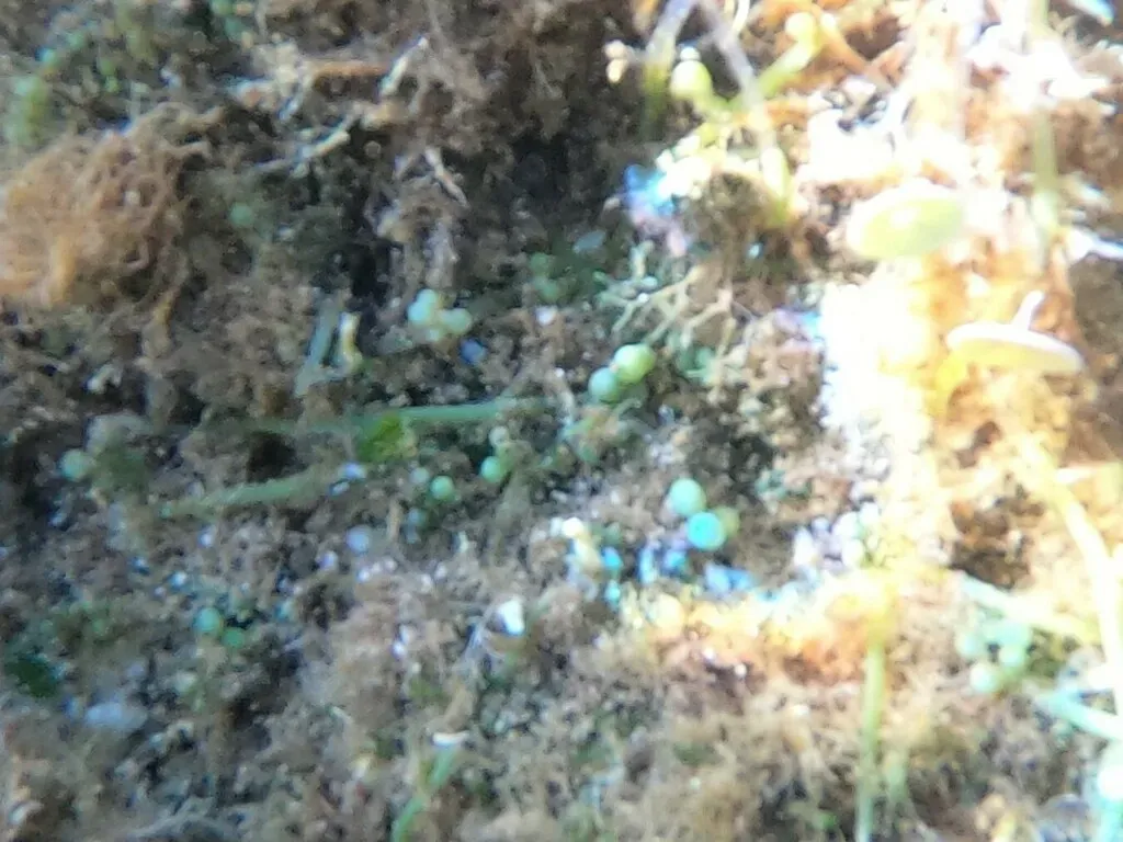 Caulerpa Cylindracea