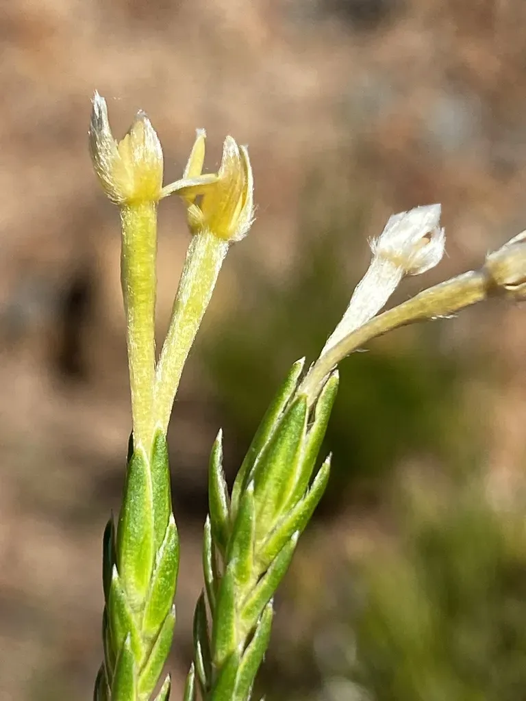 Gnidia Leipoldtii