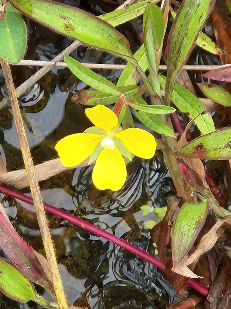 Mexican Primrose-willow