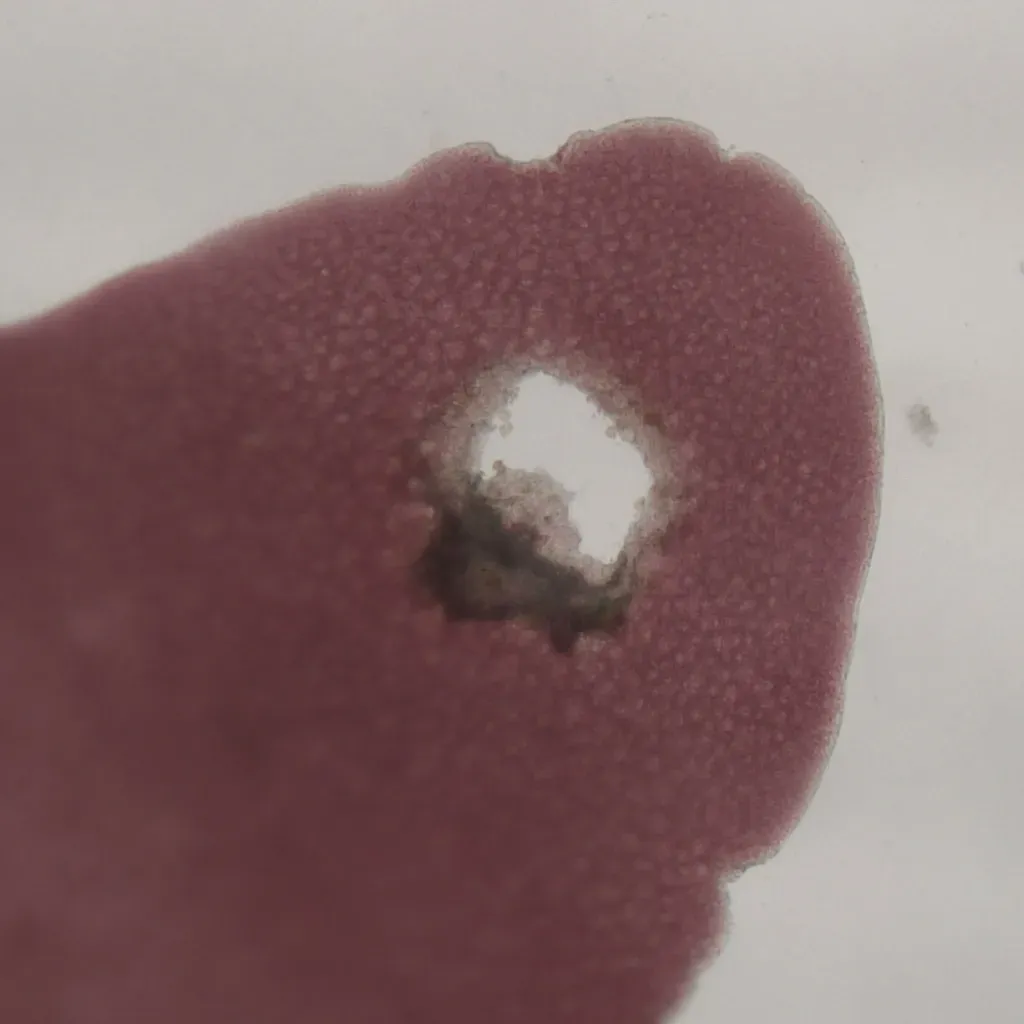 Coccotylus Truncatus