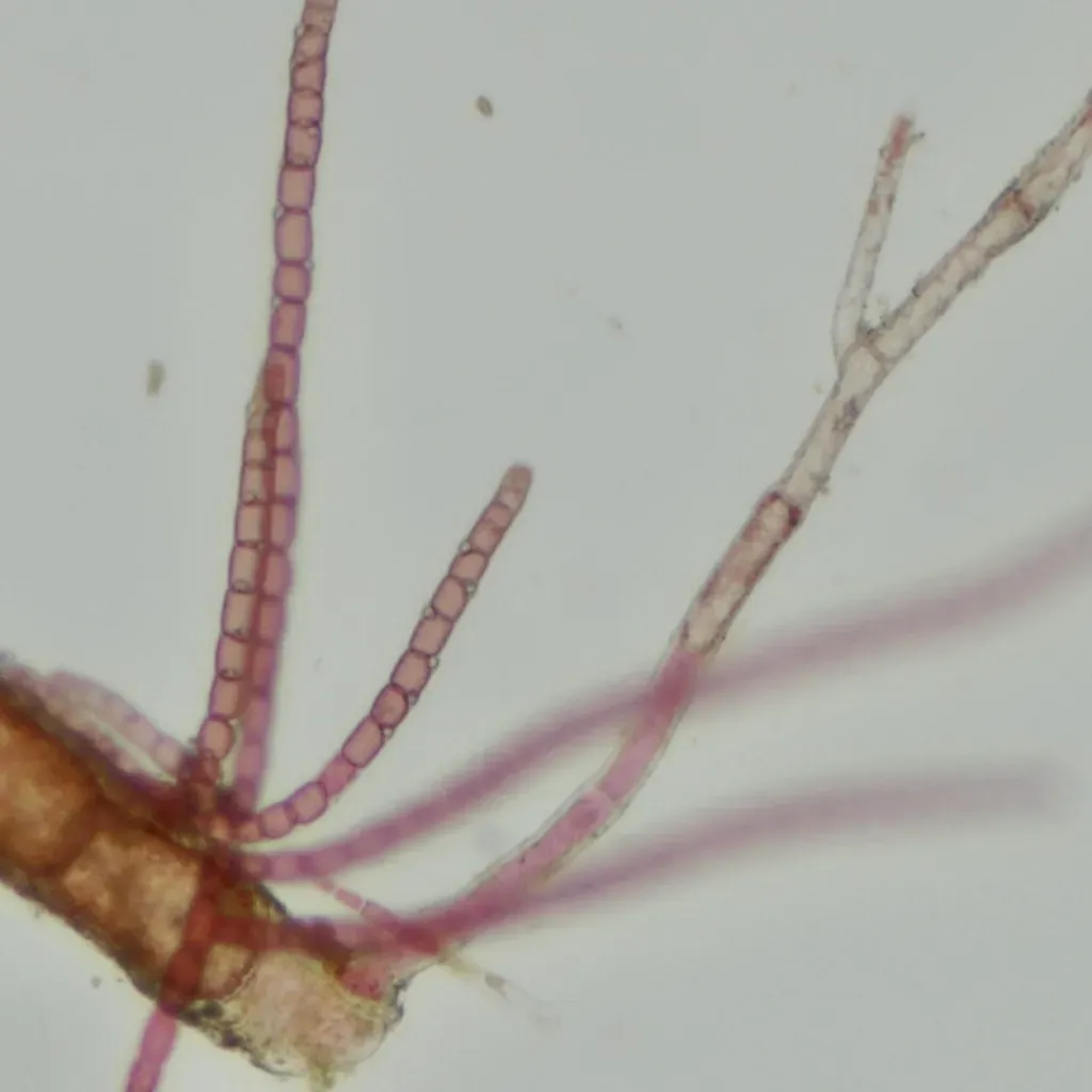 Pleonosporium Novae-angliae