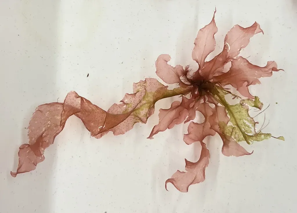 Grinnell's Pink Leaf