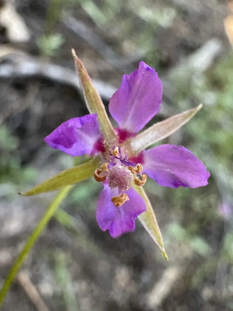 Lake Almanor Clarkia