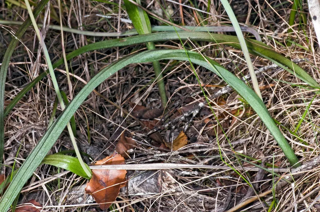 Spotted Sun Orchid
