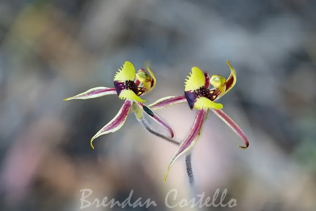 Bow-lip Spider Orchid