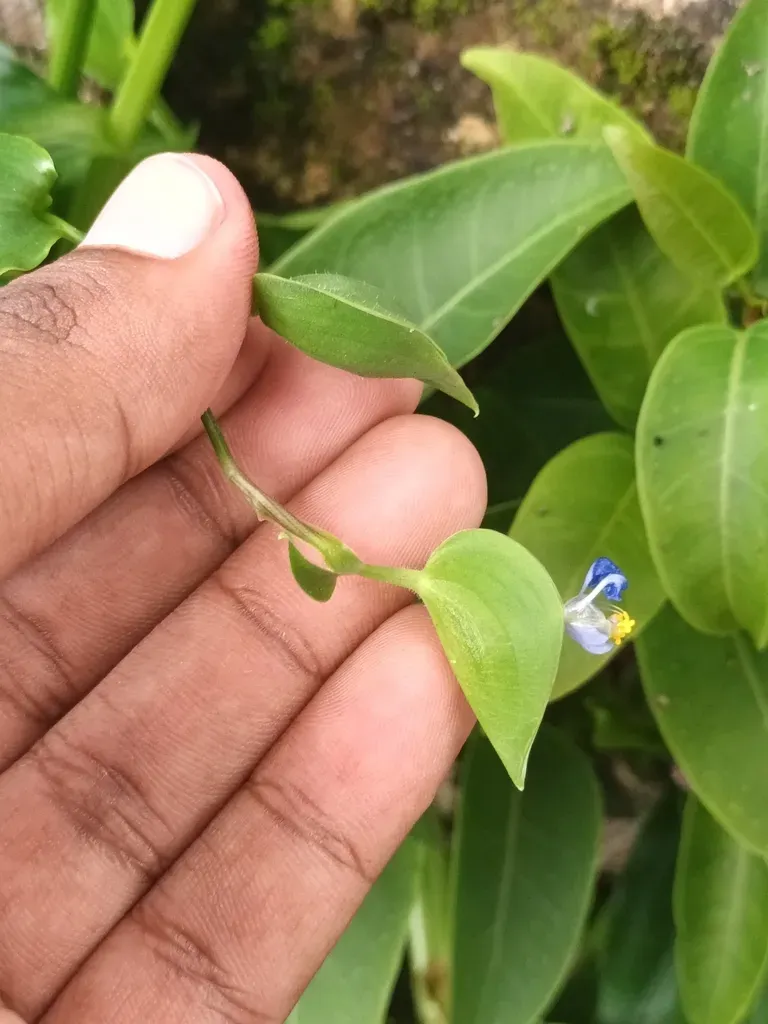 Commelina Petersii