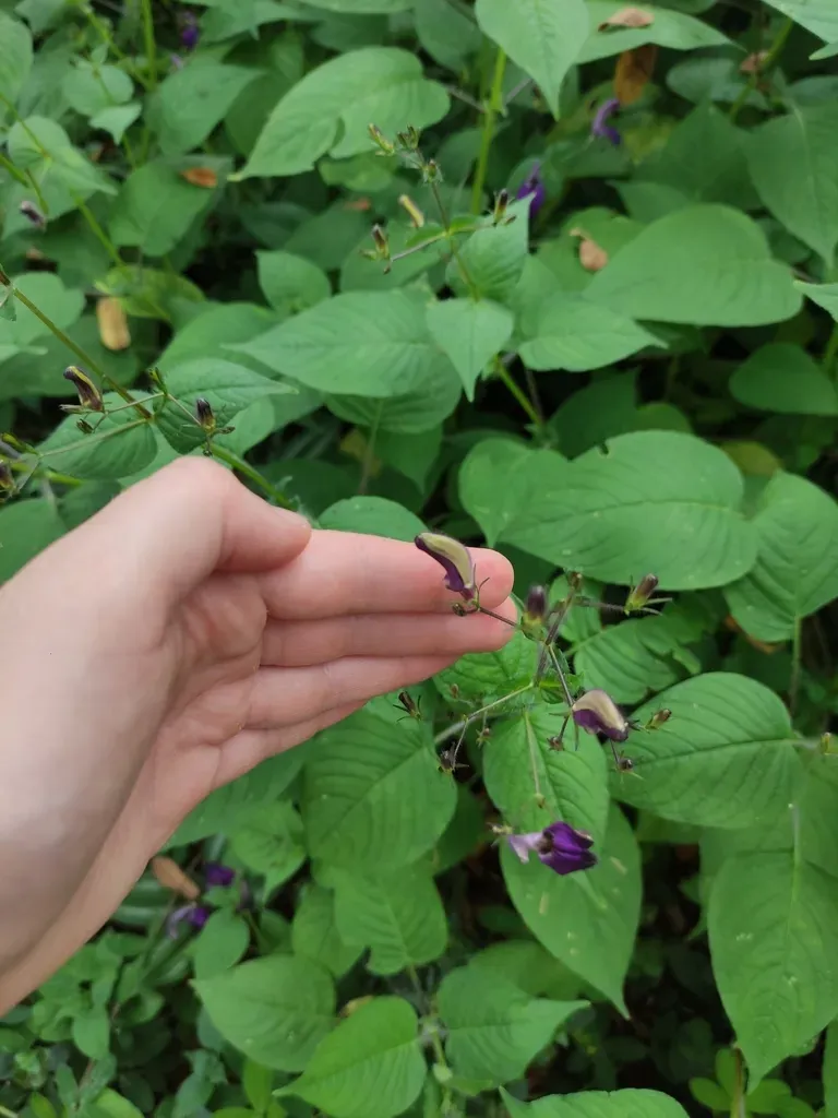Brillantaisia Lamium